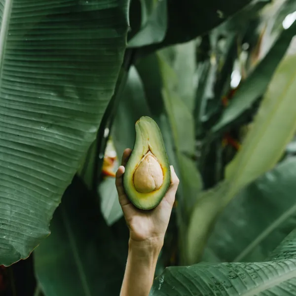 Image Avocadoöl CPV BIO