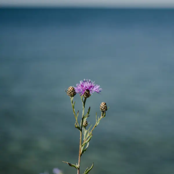 Image Distelöl CPV BIO