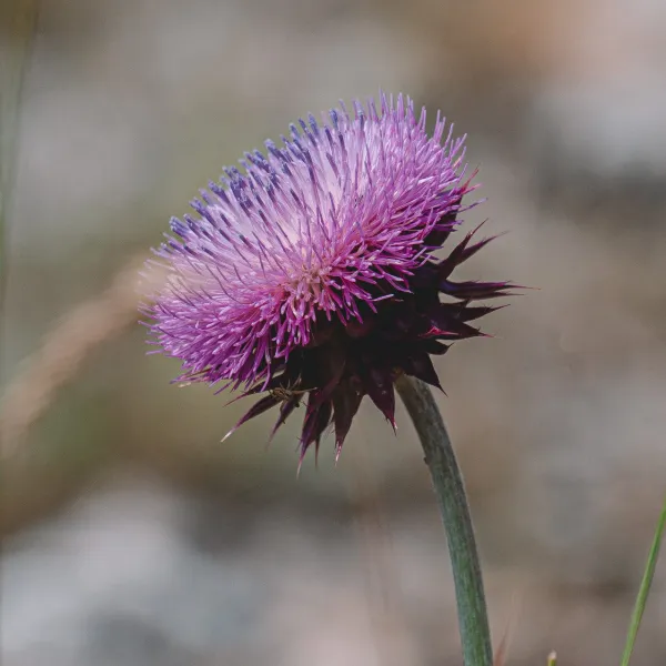 Image Mariendistelöl CPV BIO