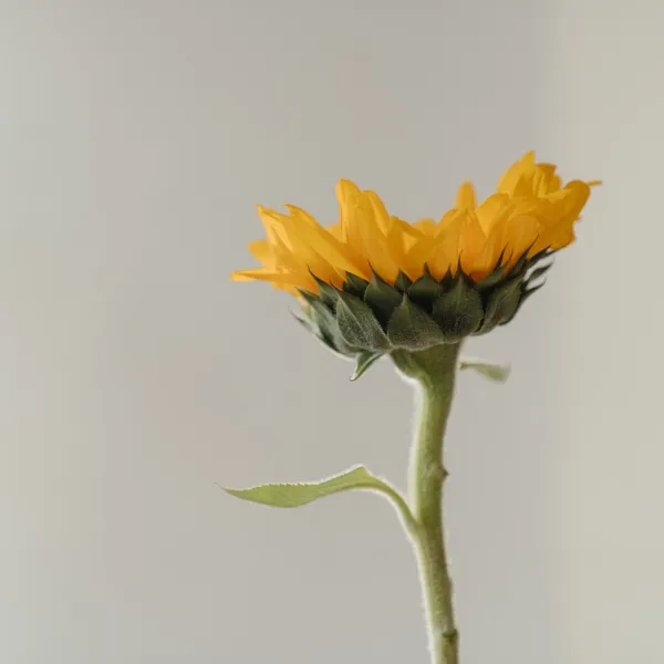 Image Sonnenblumenöl LO CPV BIO