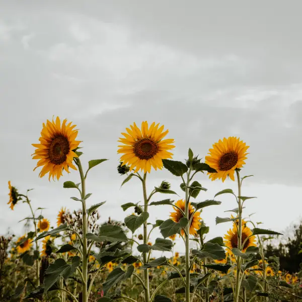 Image Sonnenblumenöl HO CPV BIO